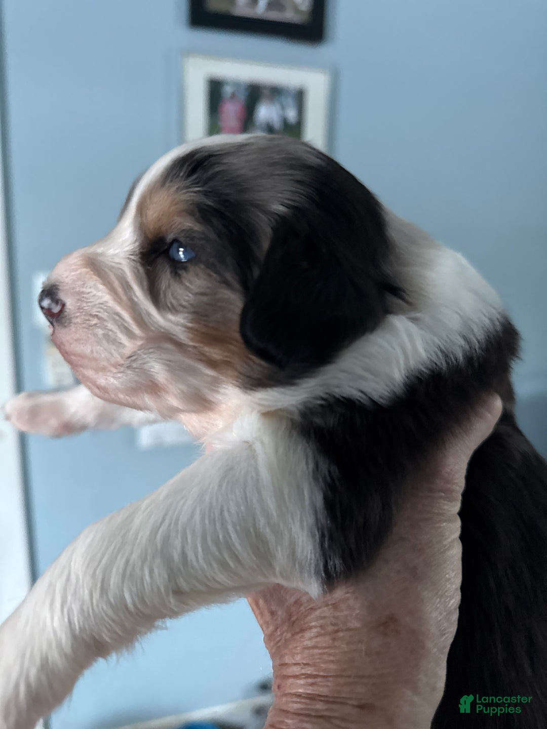 Australian Shepherd dogs for sale: Australian Shepherd Puppy 3 - Ad 2
