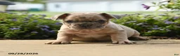 French Bulldog dogs for sale: Hugo - Ad 4