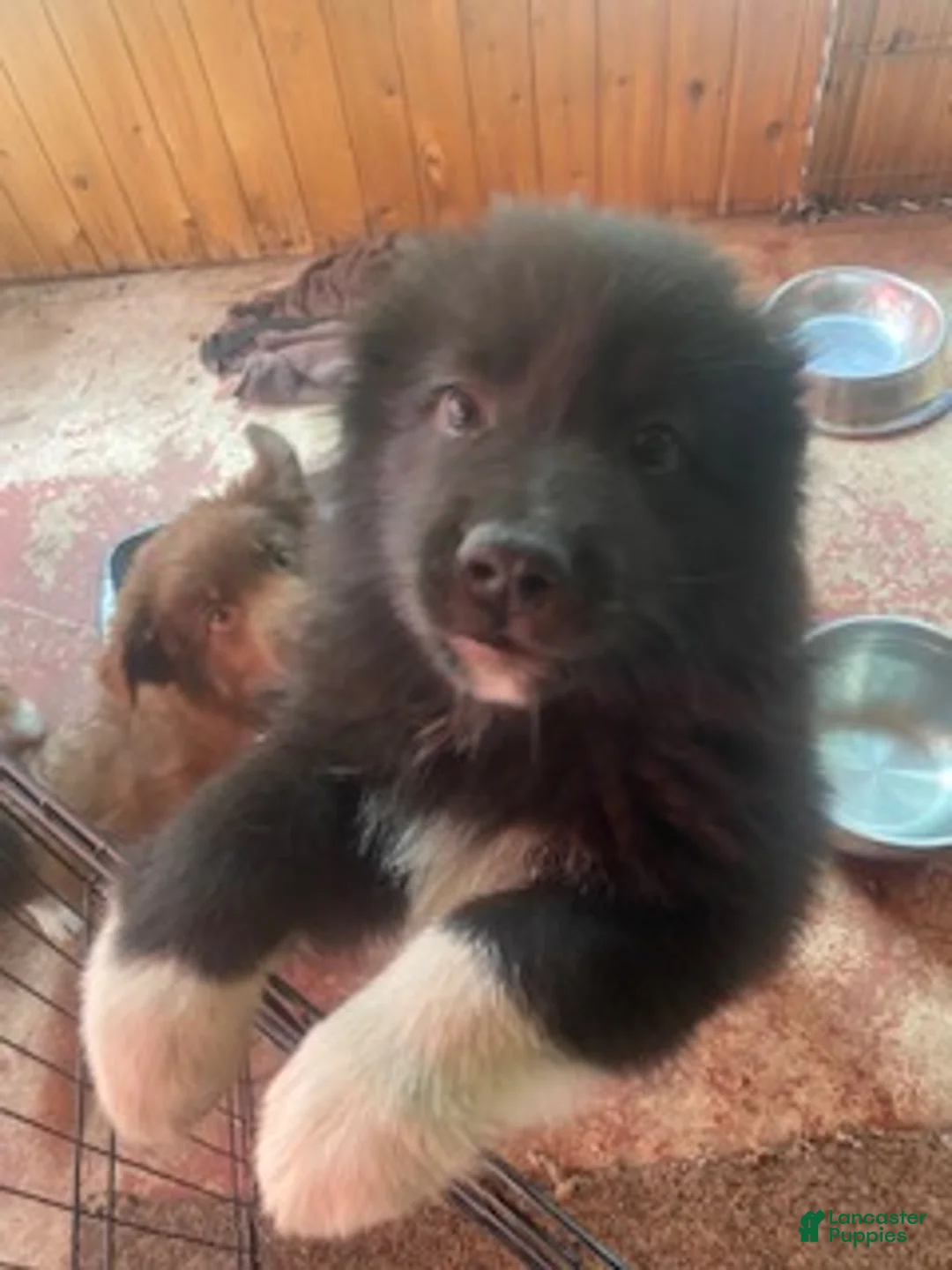 Australian Shepherd dogs for sale: Australian Shepherd 1 - Ad 1