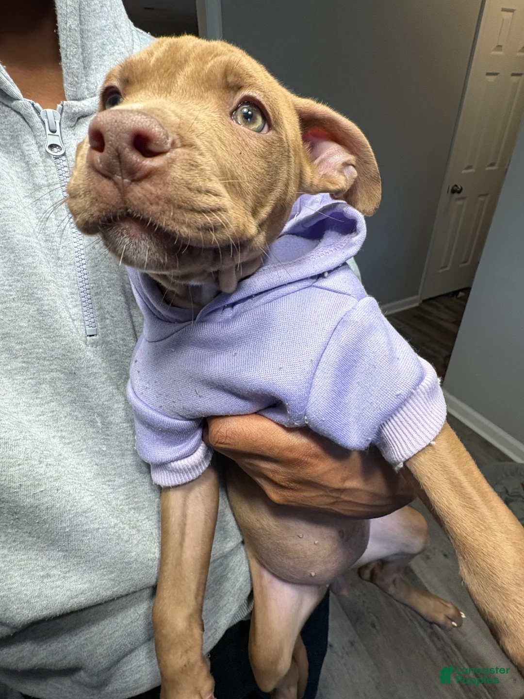 American Pit Bull Terrier dogs for sale: Amber - Ad 5