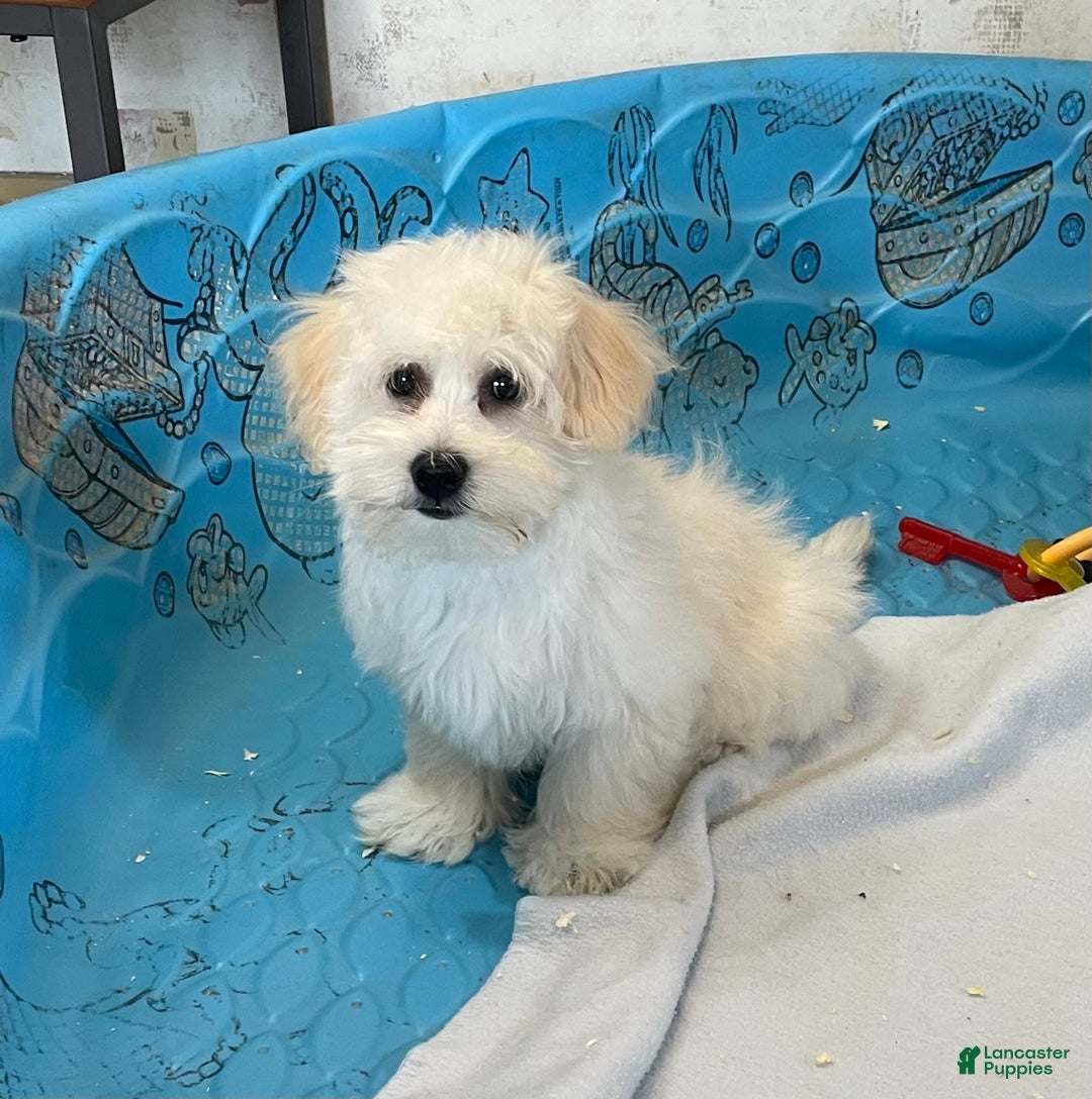 Coton De Tulear dogs for sale: Merlin - Ad 7
