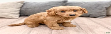 Koda