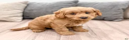 Mini Goldendoodle dogs for sale: Koda - Ad 1