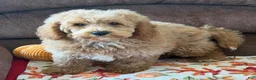 Mini Goldendoodle dogs for sale: Thompson - Ad 7