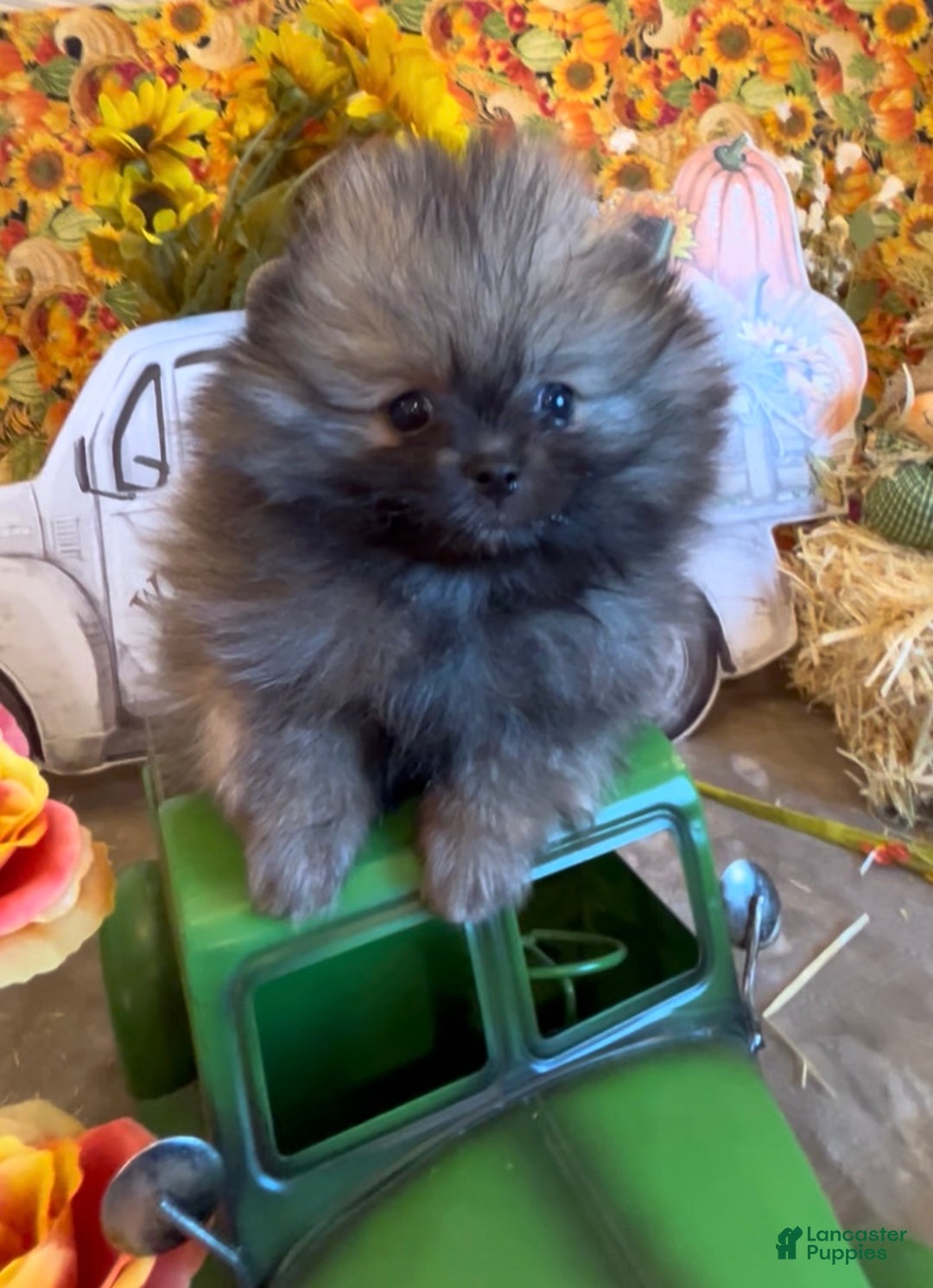 Pomeranian dogs for sale: Lynette AKC Registered full rights  - Ad 38