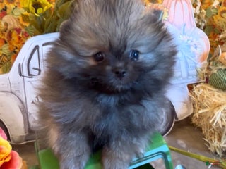 Pomeranian dogs Penny AKC Registered FULL RIGHTS - Ad 3