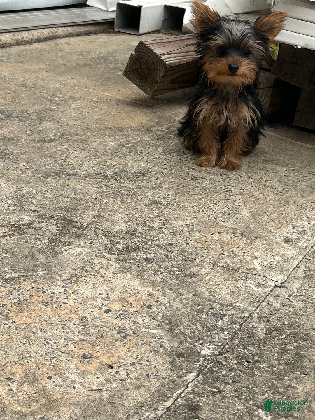 Yorkshire Terrier dogs for sale: Leonardo - Ad 1