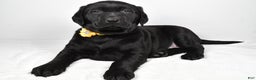 Labrador Retriever dogs for sale: Nellie - Ad 2