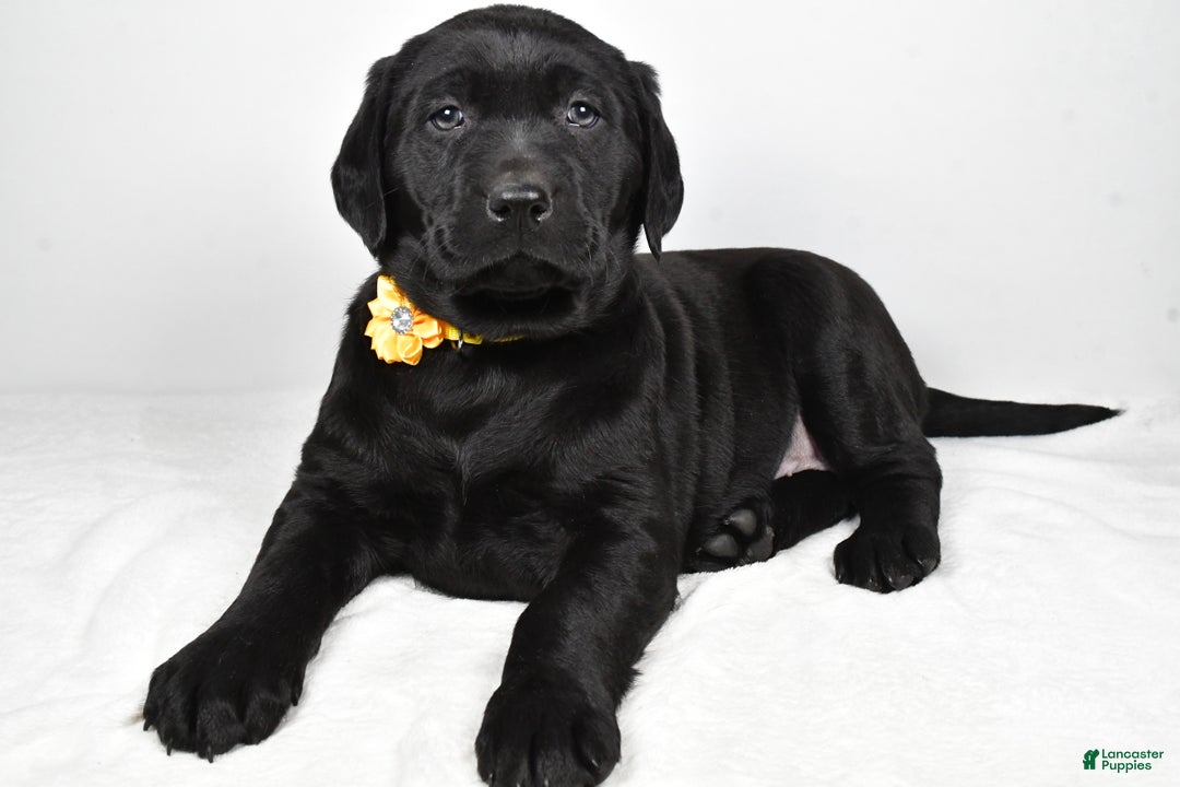 Labrador Retriever dogs for sale: Nellie - Ad 2