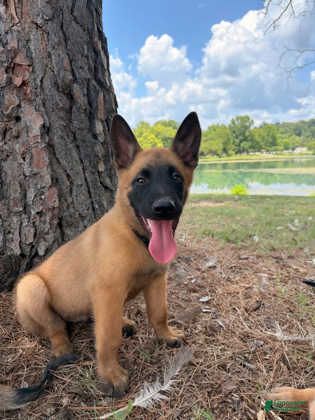 Belgian Malinois dogs for sale: Bravo - Ad 1