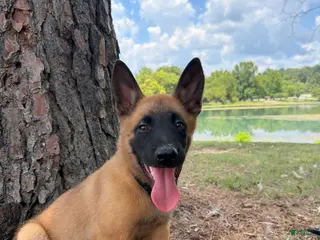 Belgian Malinois dogs Bravo - Ad 1
