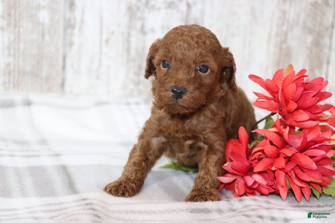 Miniature Poodle dogs for sale: Arnie  - Ad 3