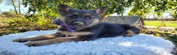 German Shepherd dogs for sale: Tammy - Ad 4