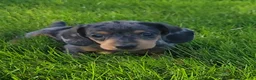 Miniature Dachshund dogs for sale: Trigger  - Ad 7