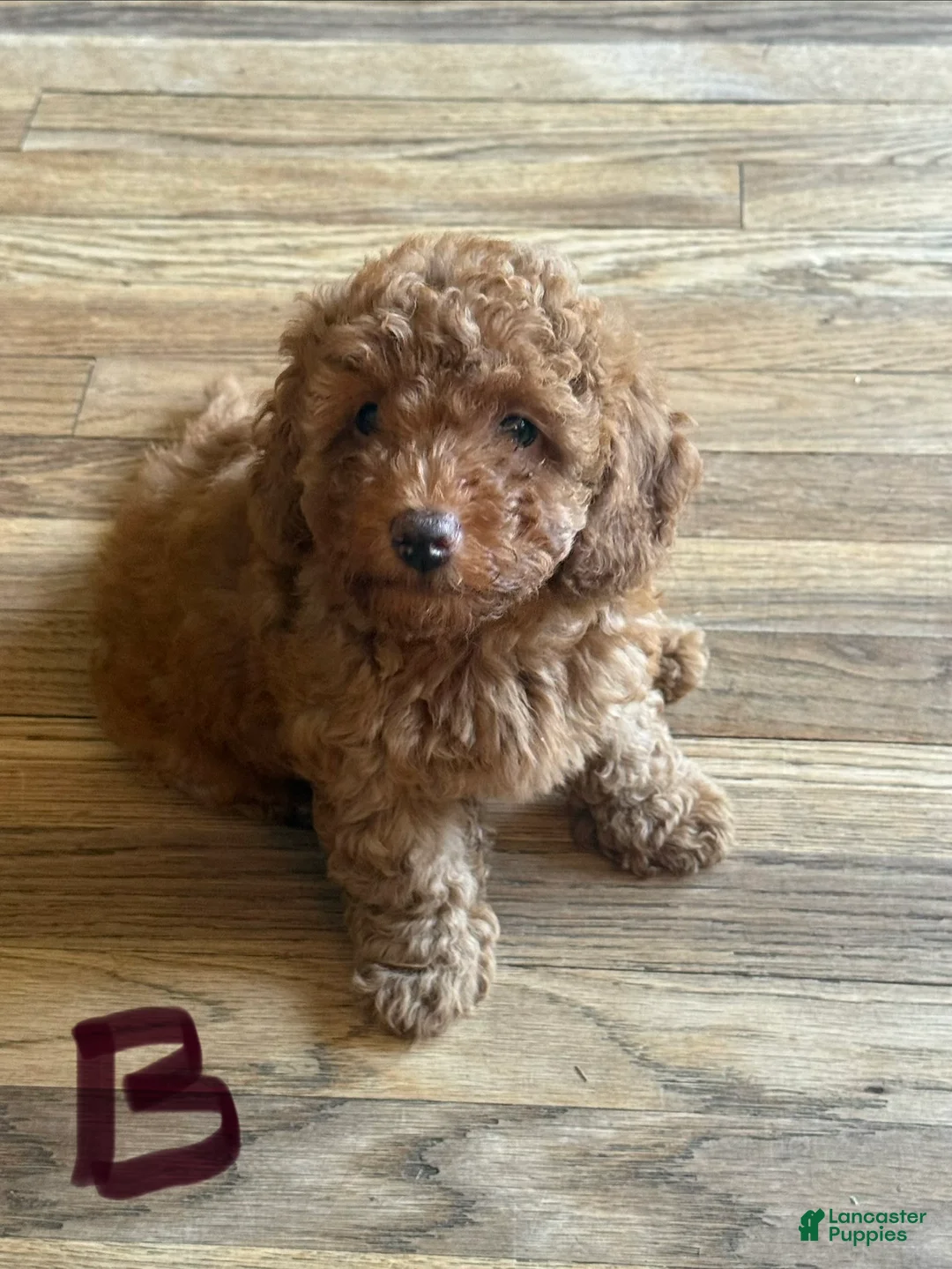Miniature Poodle dogs for sale: Miniature Poodle 1 black collar - Ad 2