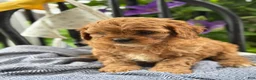 Cavapoo dogs for sale: Judd - Ad 12