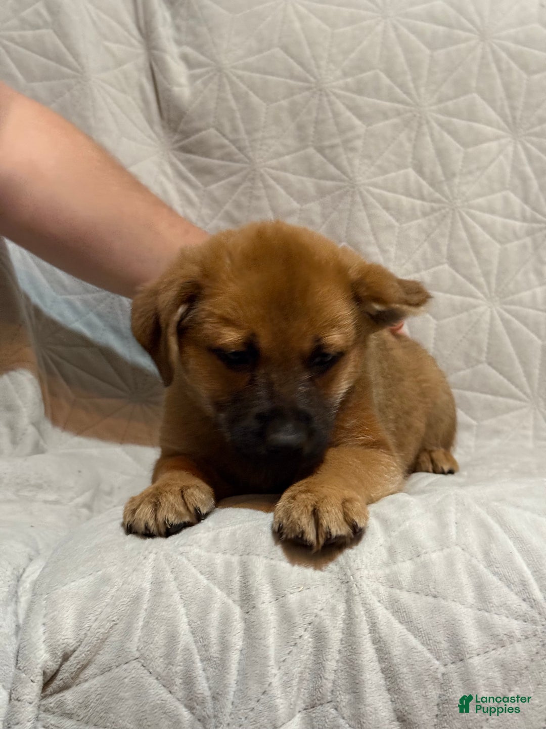 Mixed Breed dogs for sale: Mixed Breed Puppy 8 - Ad 5