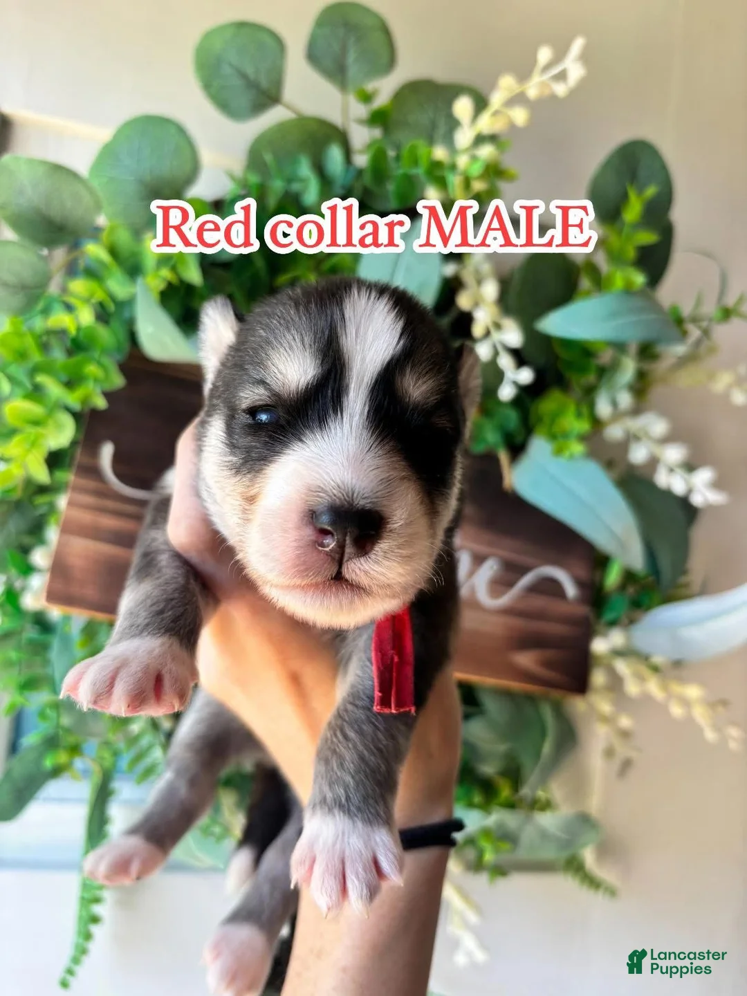 Siberian Husky dogs for sale: Red collar male - Ad 1