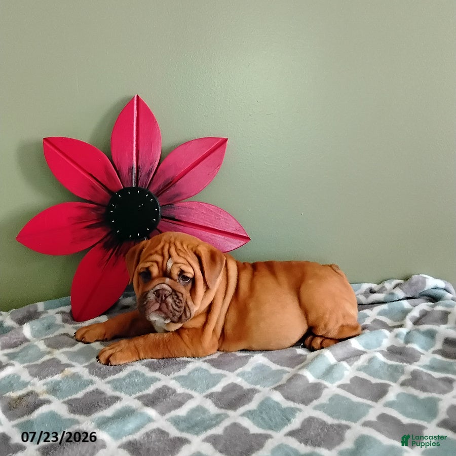English Bulldog dogs Ava   - Ad 2