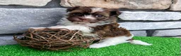Havanese dogs for sale: Ranger - Ad 7