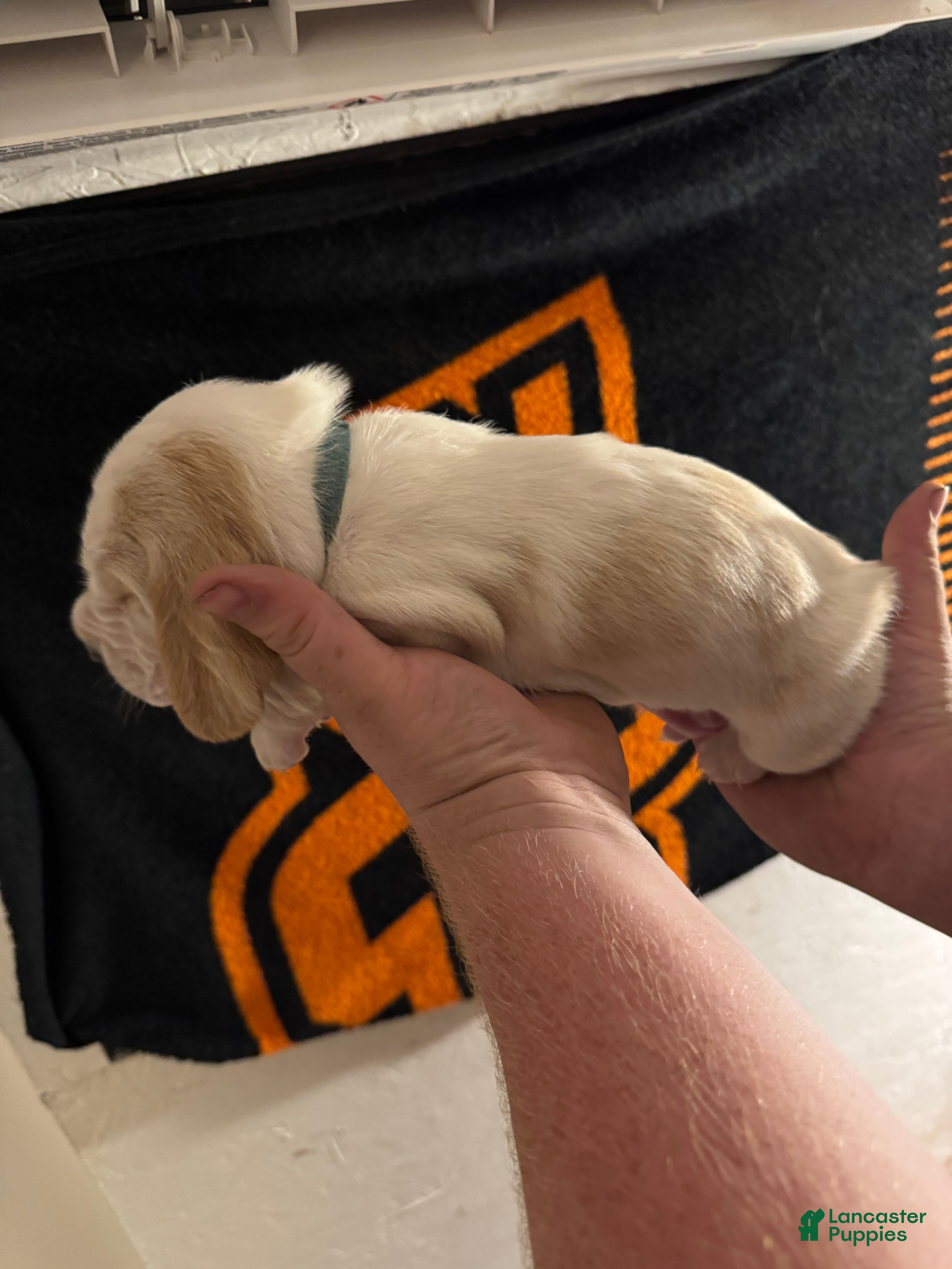 Basset Hound dogs Boy 4 Axel - Ad 3