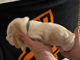 Basset Hound dogs Boy 4 Axel - Ad 3