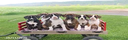 Boxer dogs for sale: Raina - Ad 2