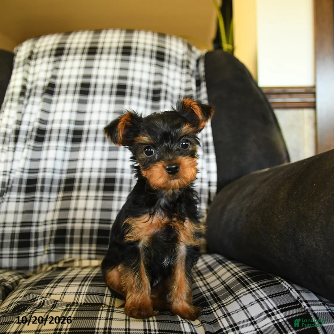Yorkshire Terrier dogs for sale: Timmy - Ad 2