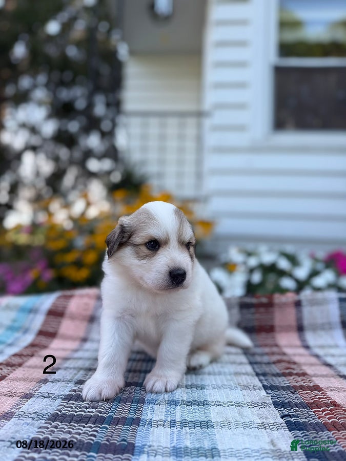 Great Pyrenees dogs Rita - Ad 2
