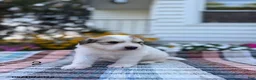Great Pyrenees dogs for sale: Rita - Ad 2