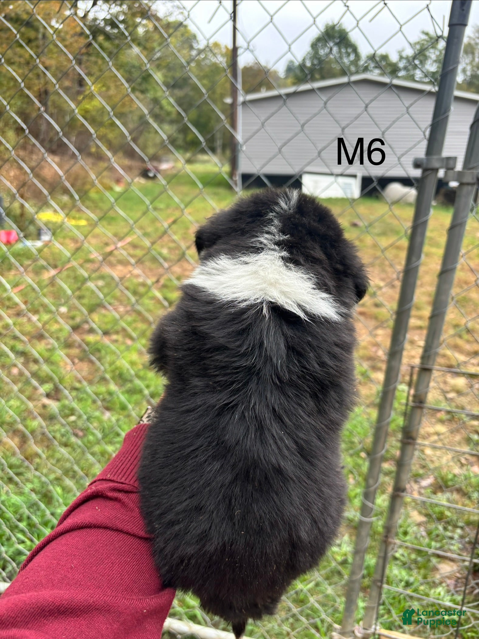 Mixed Breed dogs Mixed Breed 6 - Ad 2