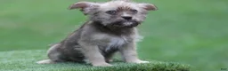 Mixed Breed dogs for sale: Male 1 - Ad 2