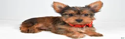 Yorkshire Terrier dogs for sale: Patty - Ad 8