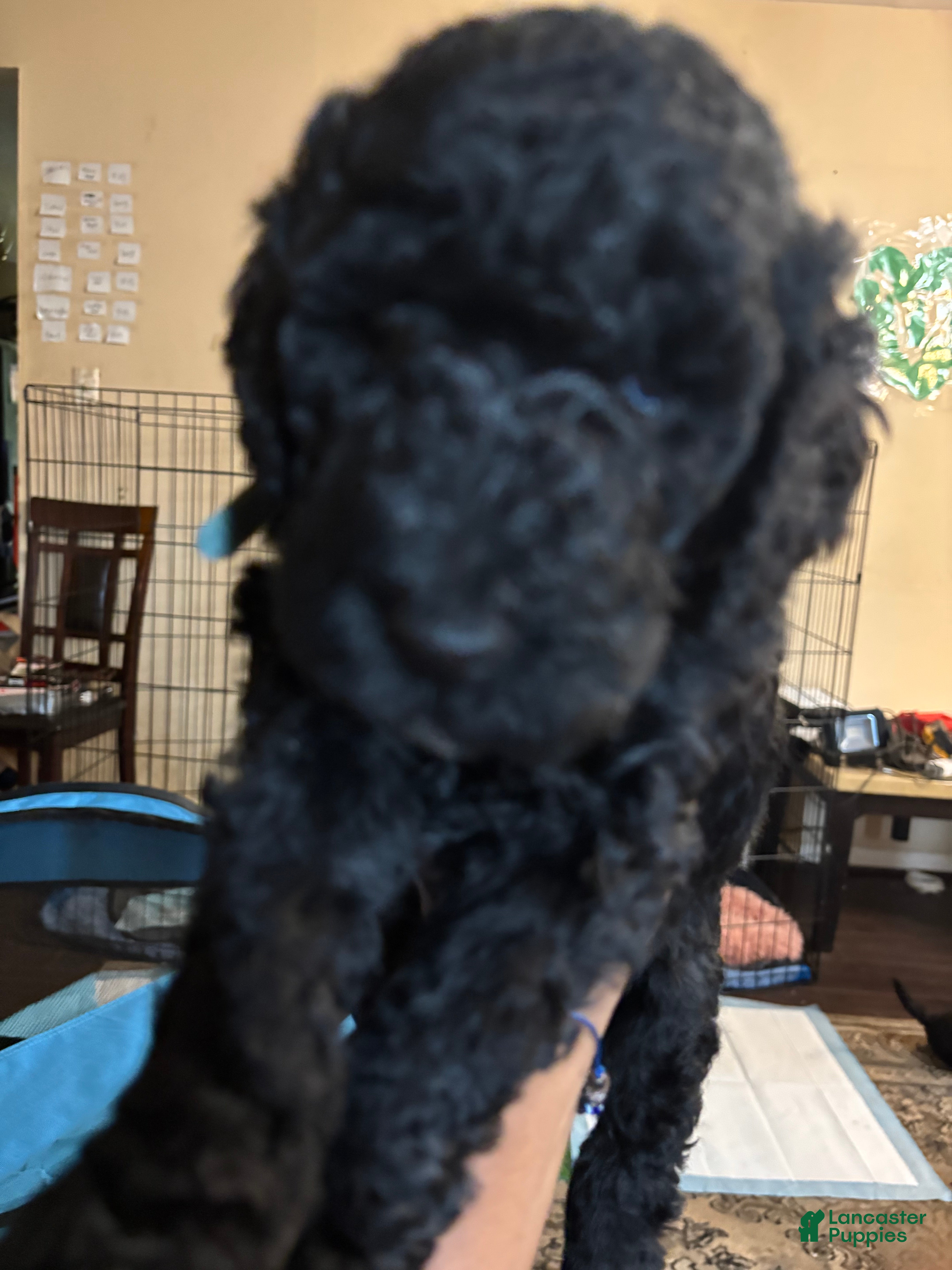 Labradoodle dogs Opal - Ad 27