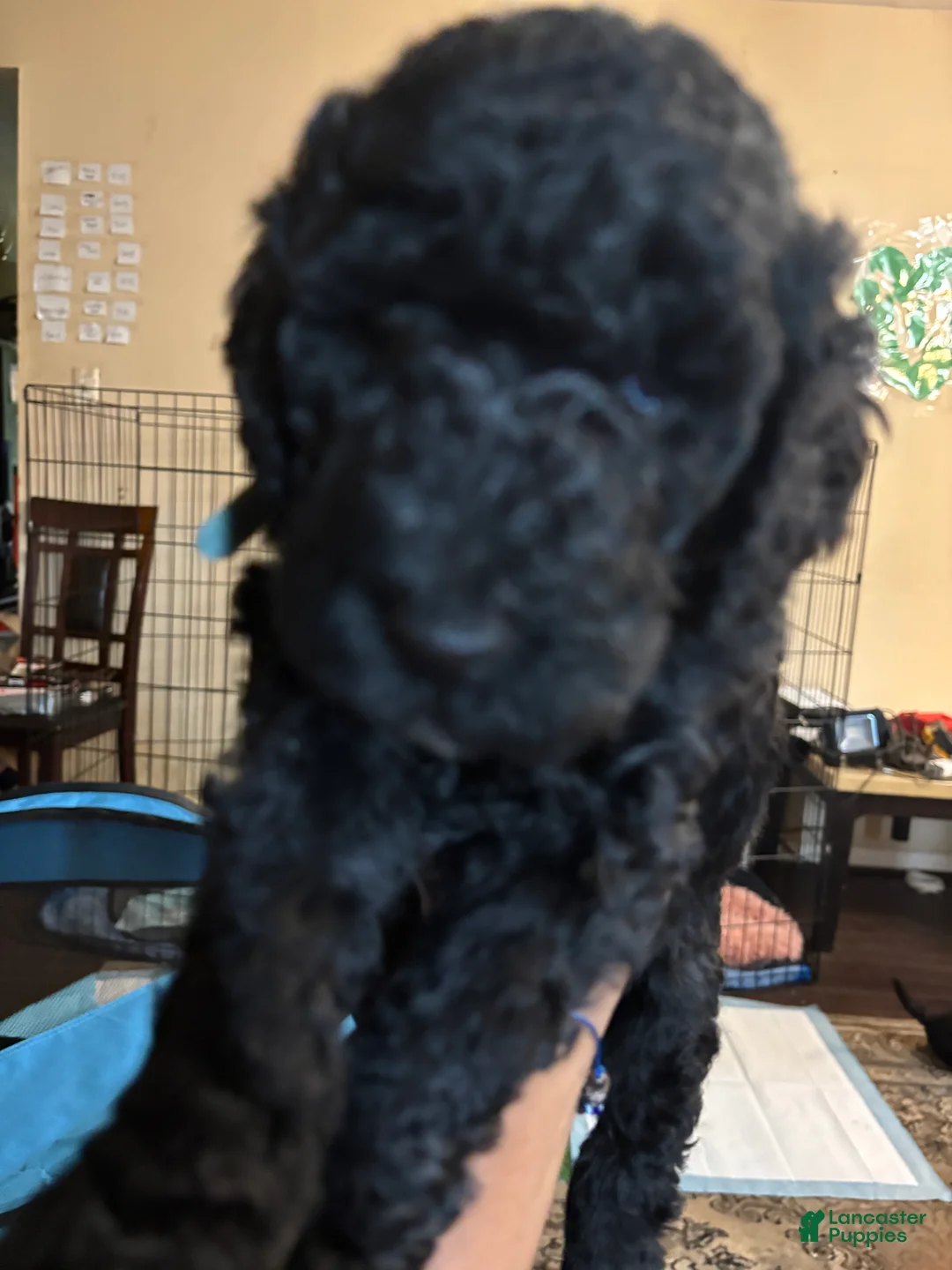 Labradoodle dogs for sale: Opal - Ad 1