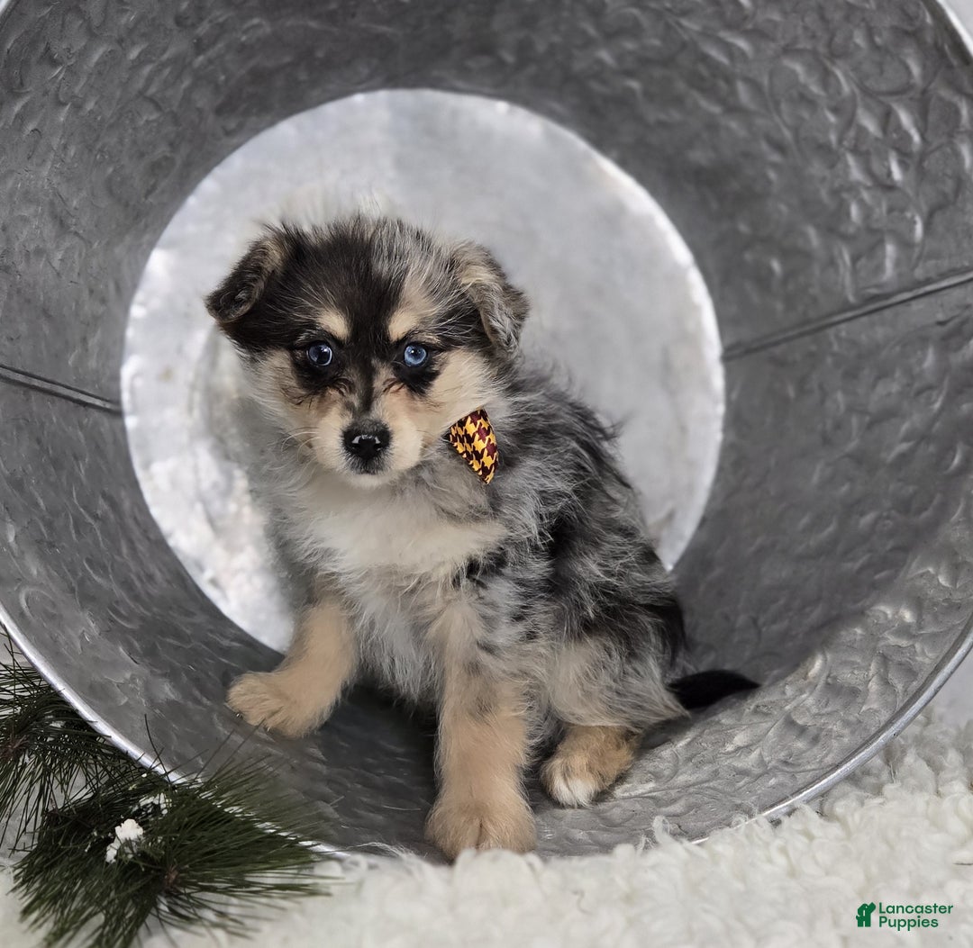 Pomapoo dogs for sale: Levi - Ad 3