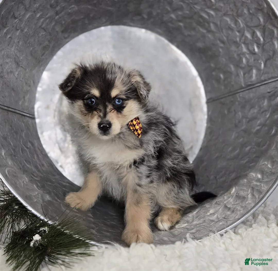 Pomapoo dogs for sale: Levi - Ad 4