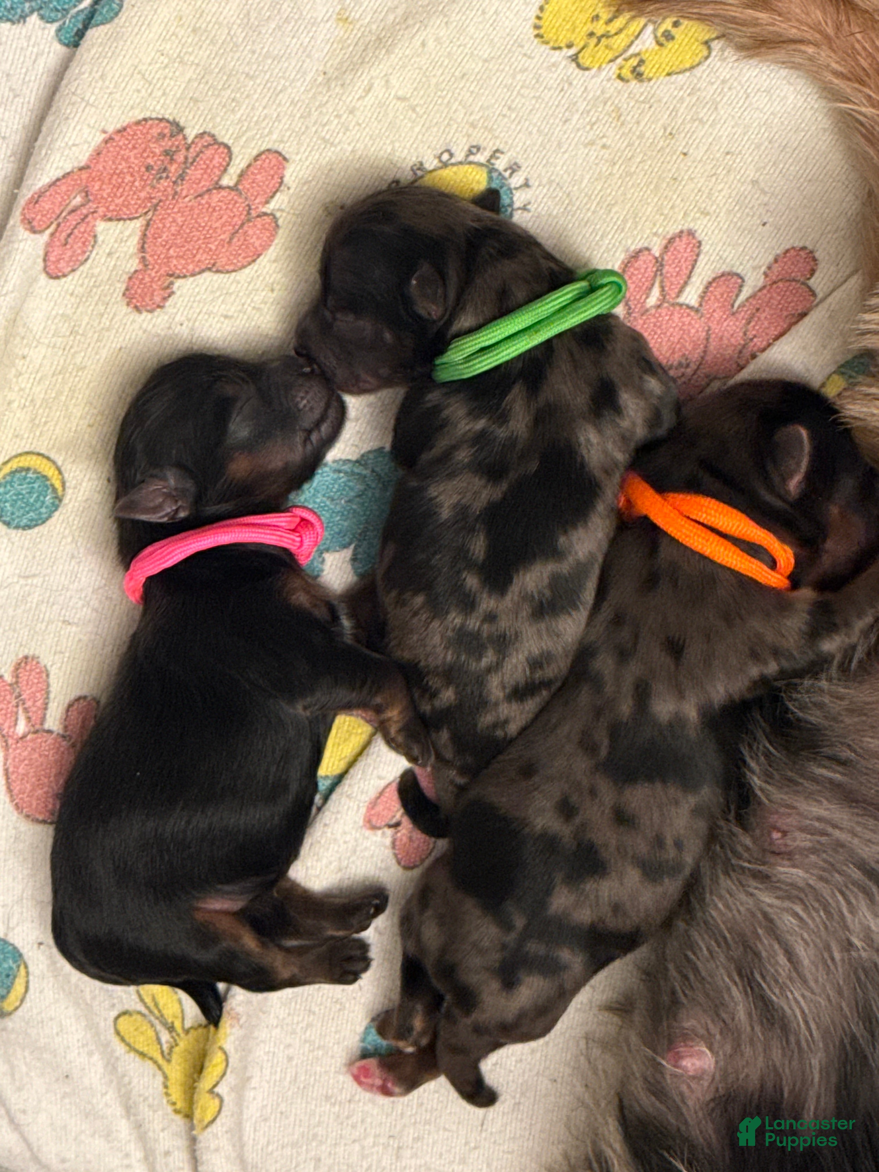 Yorkshire Terrier dogs Yorkshire Terrier 2 - Ad 2