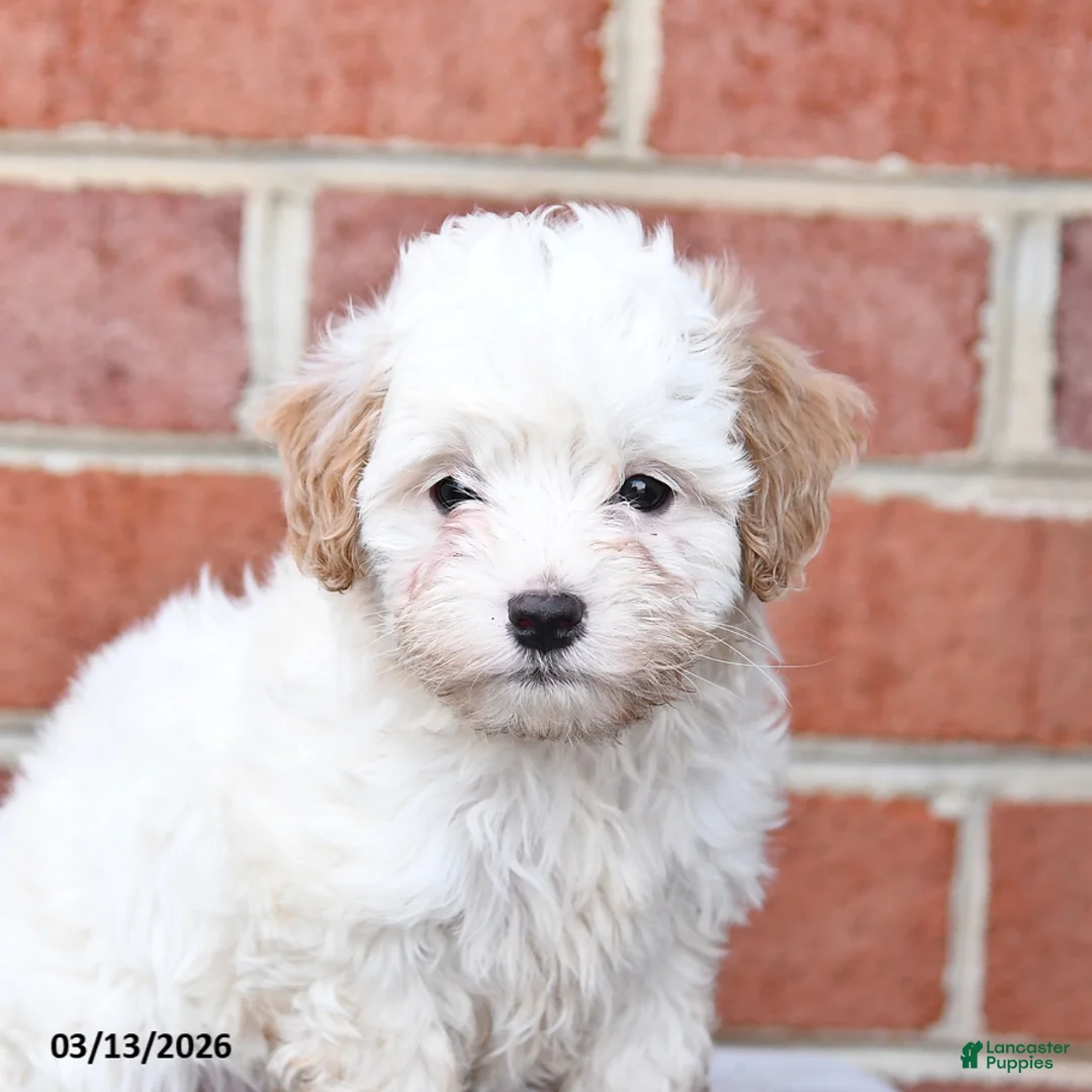Maltipoo dogs for sale: Percy - Ad 2