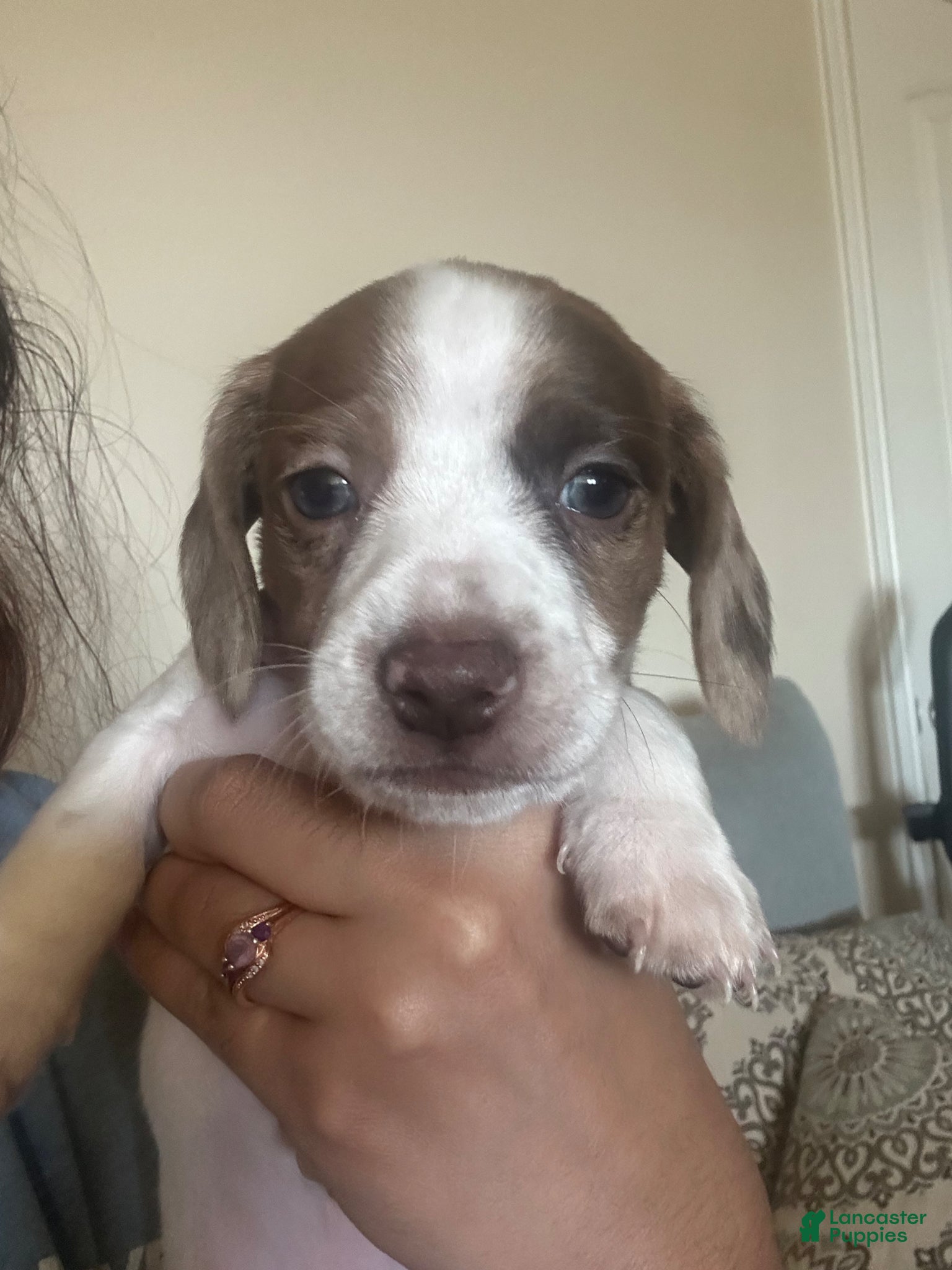 Miniature Dachshund dogs Miniature Dachshund Puppy 2 - Ad 9