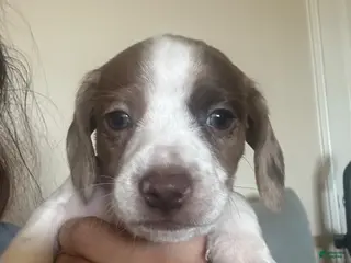 Miniature Dachshund dogs Miniature Dachshund Puppy 2 - Ad 9