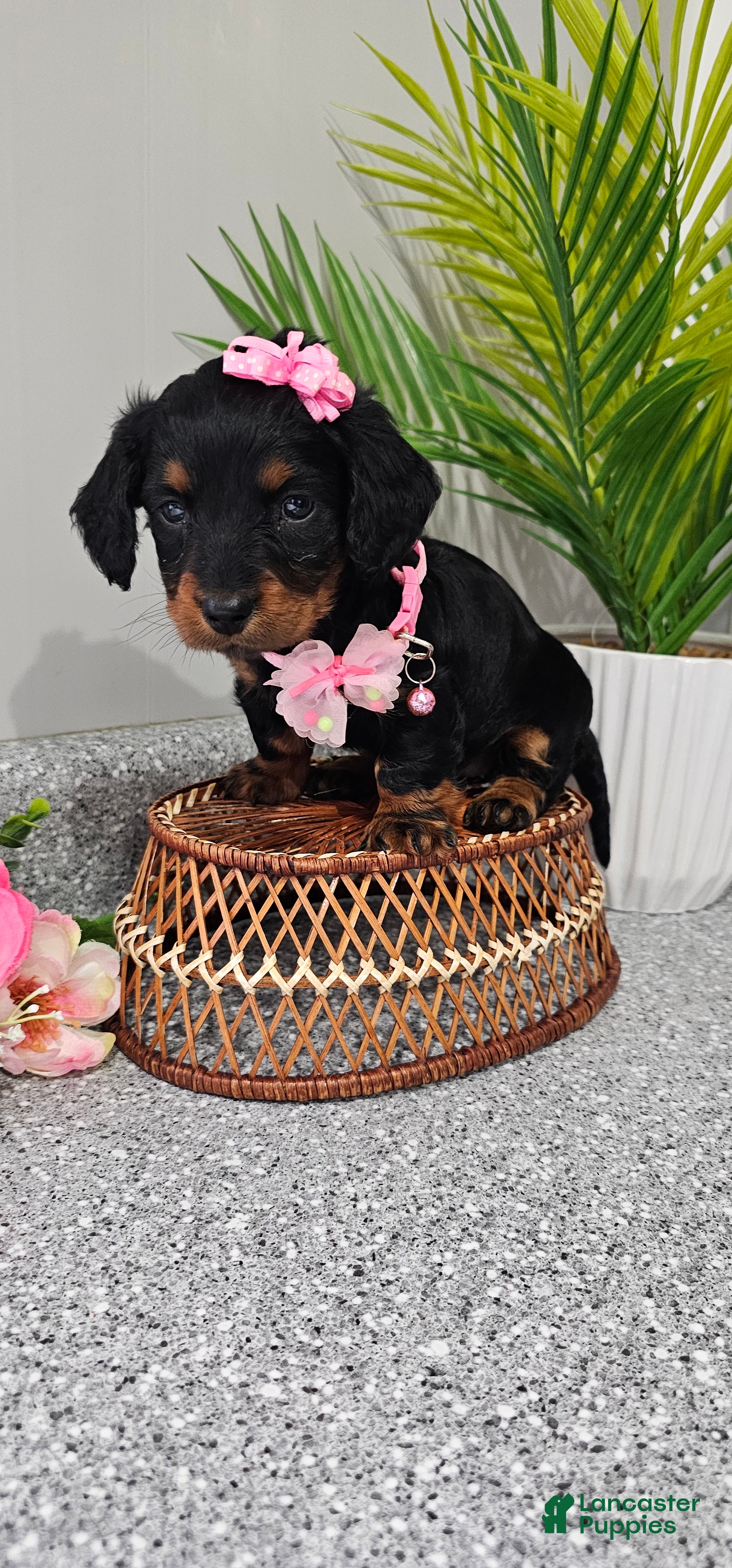 Miniature Dachshund dogs Lil Lady - Ad 2