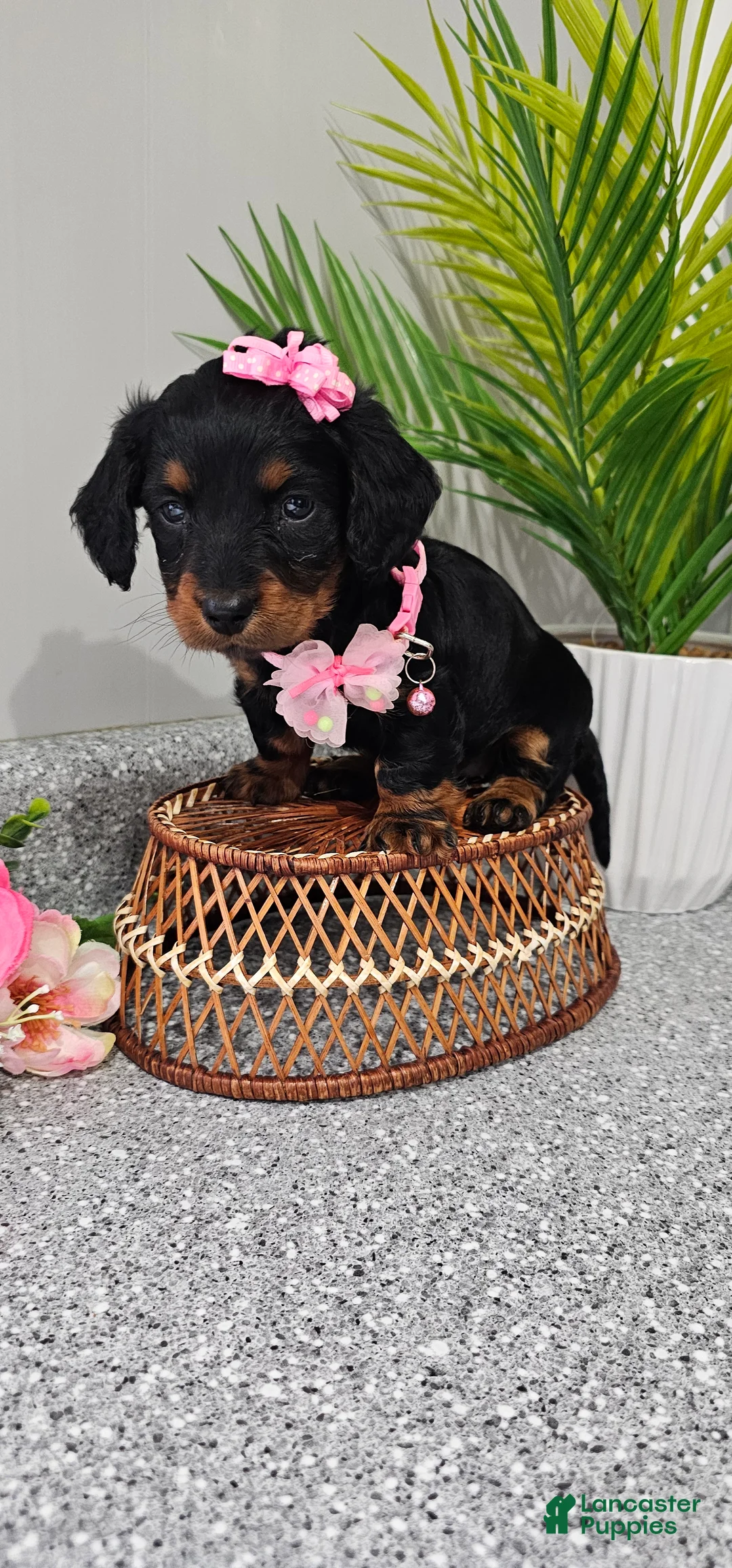 Miniature Dachshund dogs for sale: Lil Lady - Ad 2