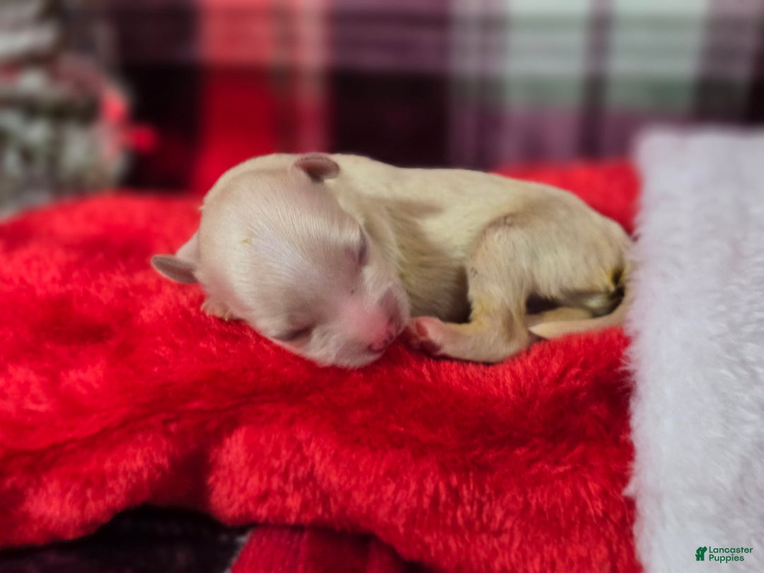 Maltipoo dogs for sale: Ice - Ad 2