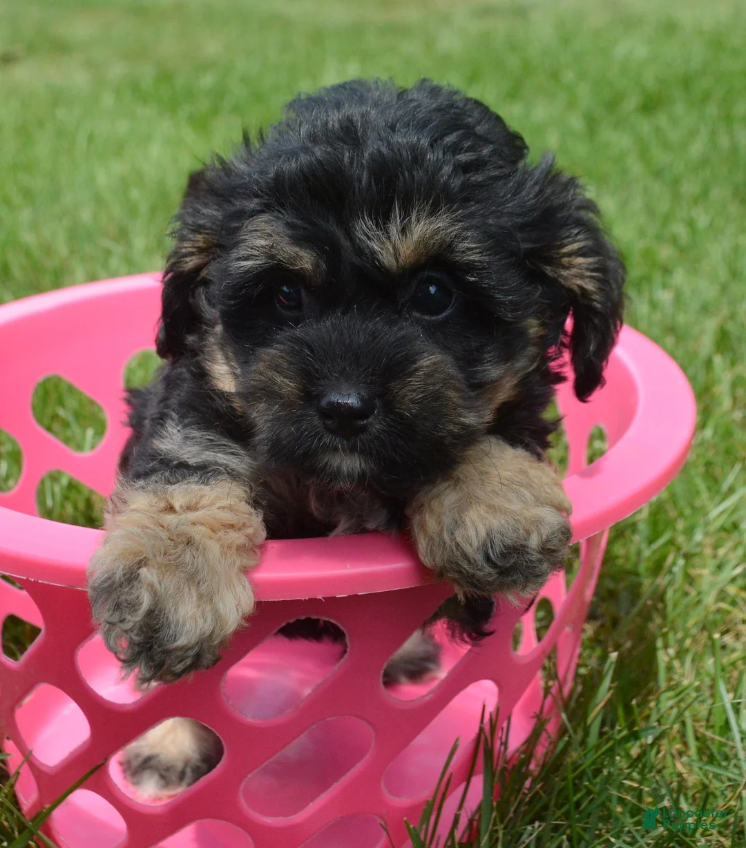 Bernedoodle dogs for sale: Britney Bernedoodle 5 - Ad 2