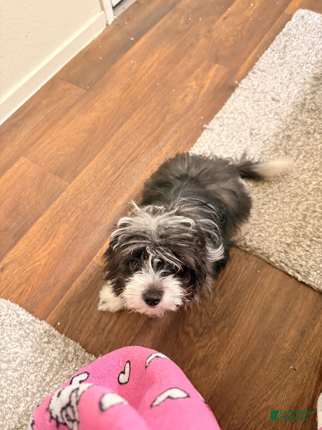 Mixed Breed dogs for sale: Brownie - Ad 7