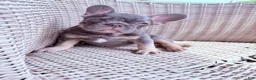 French Bulldog dogs for sale: French Bulldog 1 - Ad 4