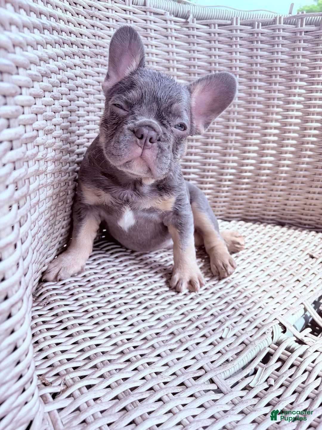 French Bulldog dogs for sale: French Bulldog 1 - Ad 4