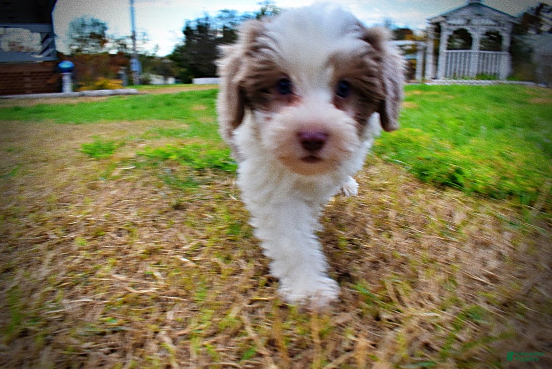 Havapoo dogs for sale: Nabisco - Ad 30