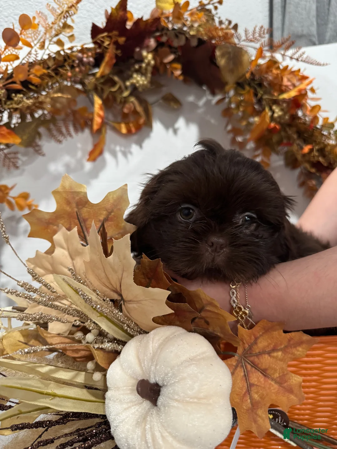 Shih Tzu dogs for sale: Waffle 🧇  - Ad 2
